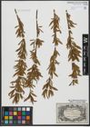 Foto von Salix triandra L. x Salix viminalis L.